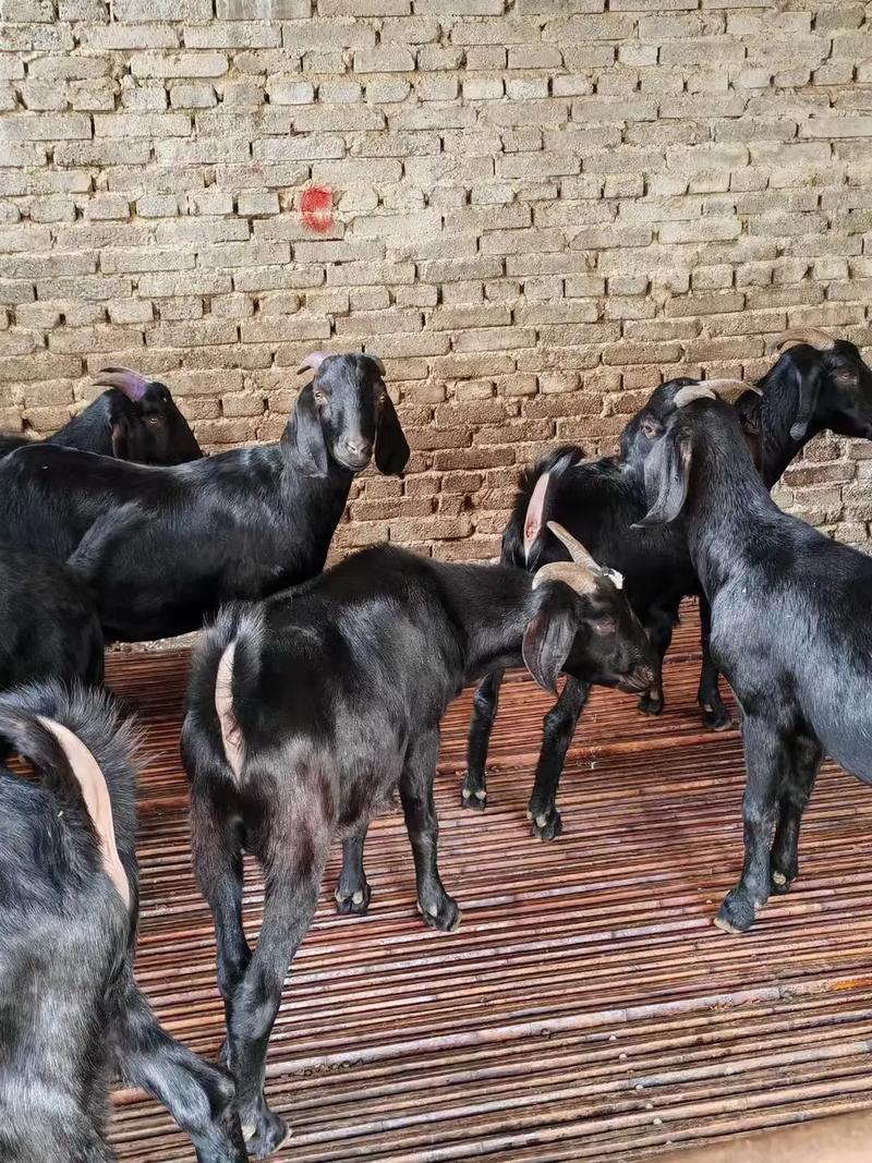 云南山羊品种有哪些?-图1 云南山羊品种有哪些?-图1