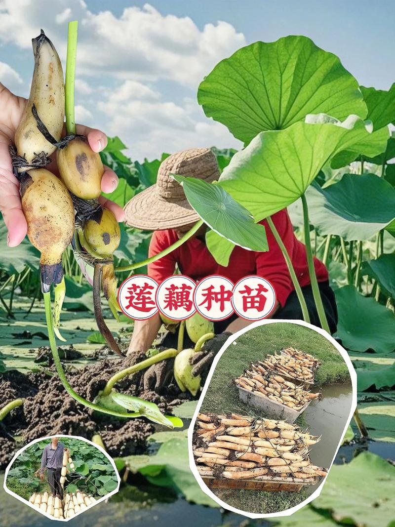 河北浅水莲藕种植技术有哪些要点？-图1