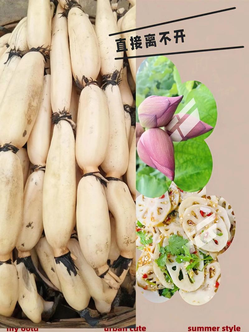 河北浅水莲藕种植技术有哪些要点？-图2