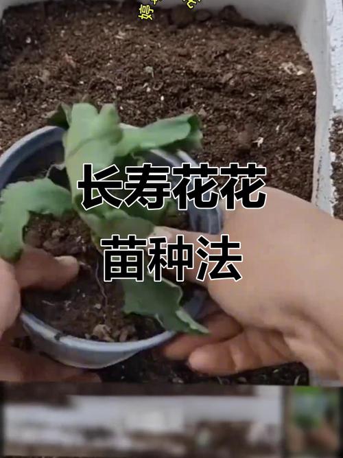 盆栽花卉种植视频,新手如何快速入门?-图1 盆栽花卉种植视频,新手如何快速入门?-图1
