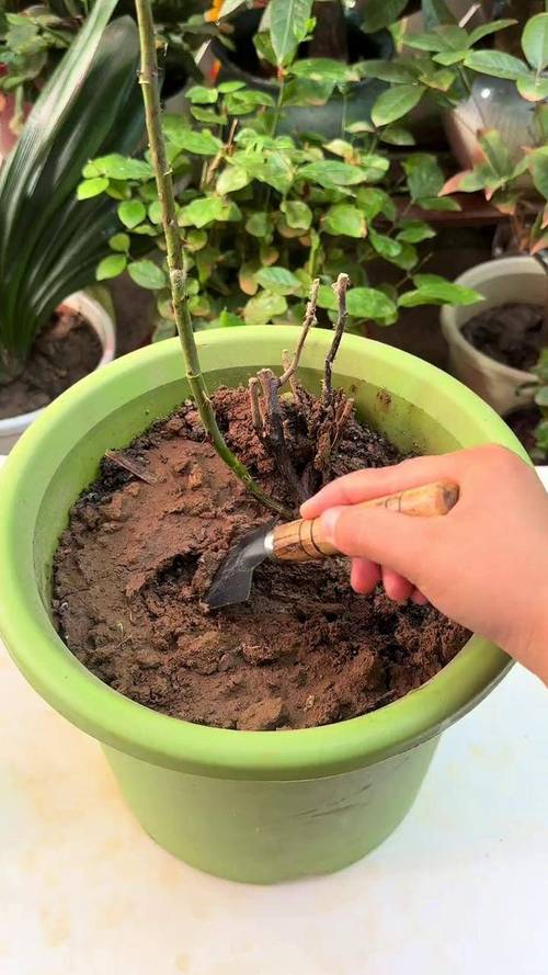 盆栽花卉种植视频,新手如何快速入门?-图2 盆栽花卉种植视频,新手如何快速入门?-图2