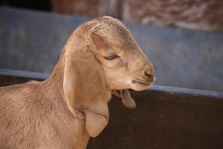 刀郎羊养殖技术中国有哪些核心要点？-图2