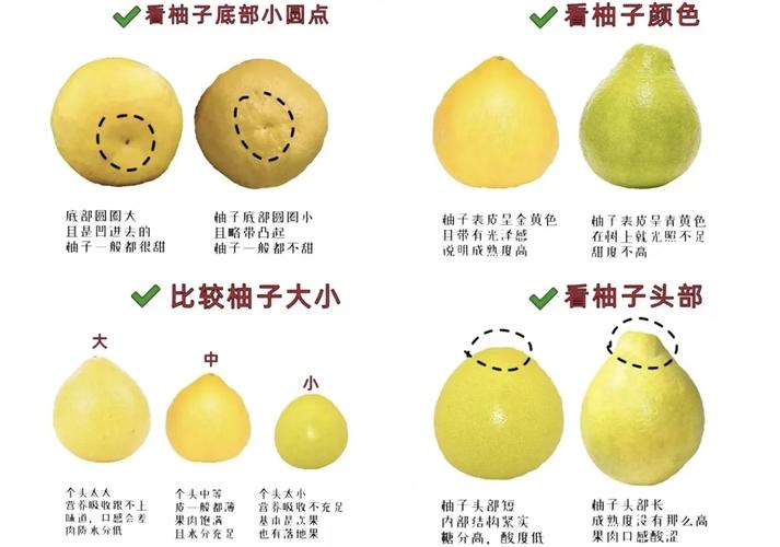 优质柚子品种繁殖有哪些关键技巧?-图2 优质柚子品种繁殖有哪些关键技巧?-图2