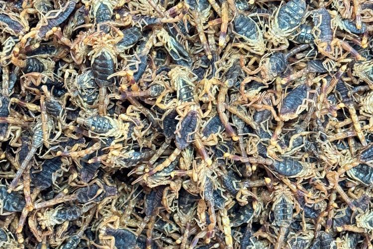 2025年洛阳蝎子价格会涨还是跌？-图3