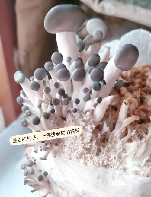 蘑菇栽培技术全集教程,新手能学会吗?-图1 蘑菇栽培技术全集教程,新手能学会吗?-图1