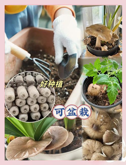 蘑菇栽培技术全集教程，新手能学会吗？-图2