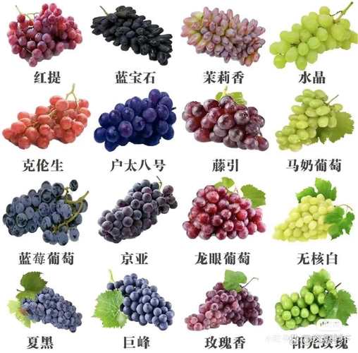 葡萄品种名称有哪些?-图2 葡萄品种名称有哪些?-图2