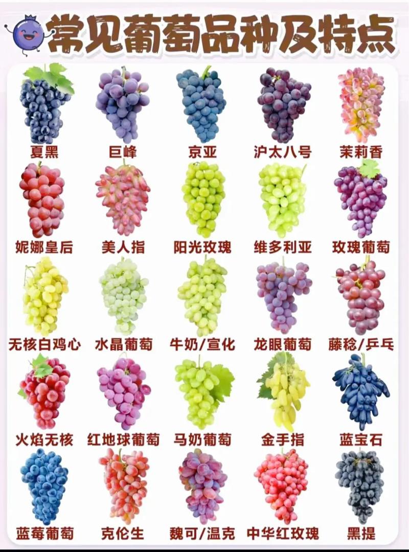 葡萄品种名称有哪些?-图1 葡萄品种名称有哪些?-图1