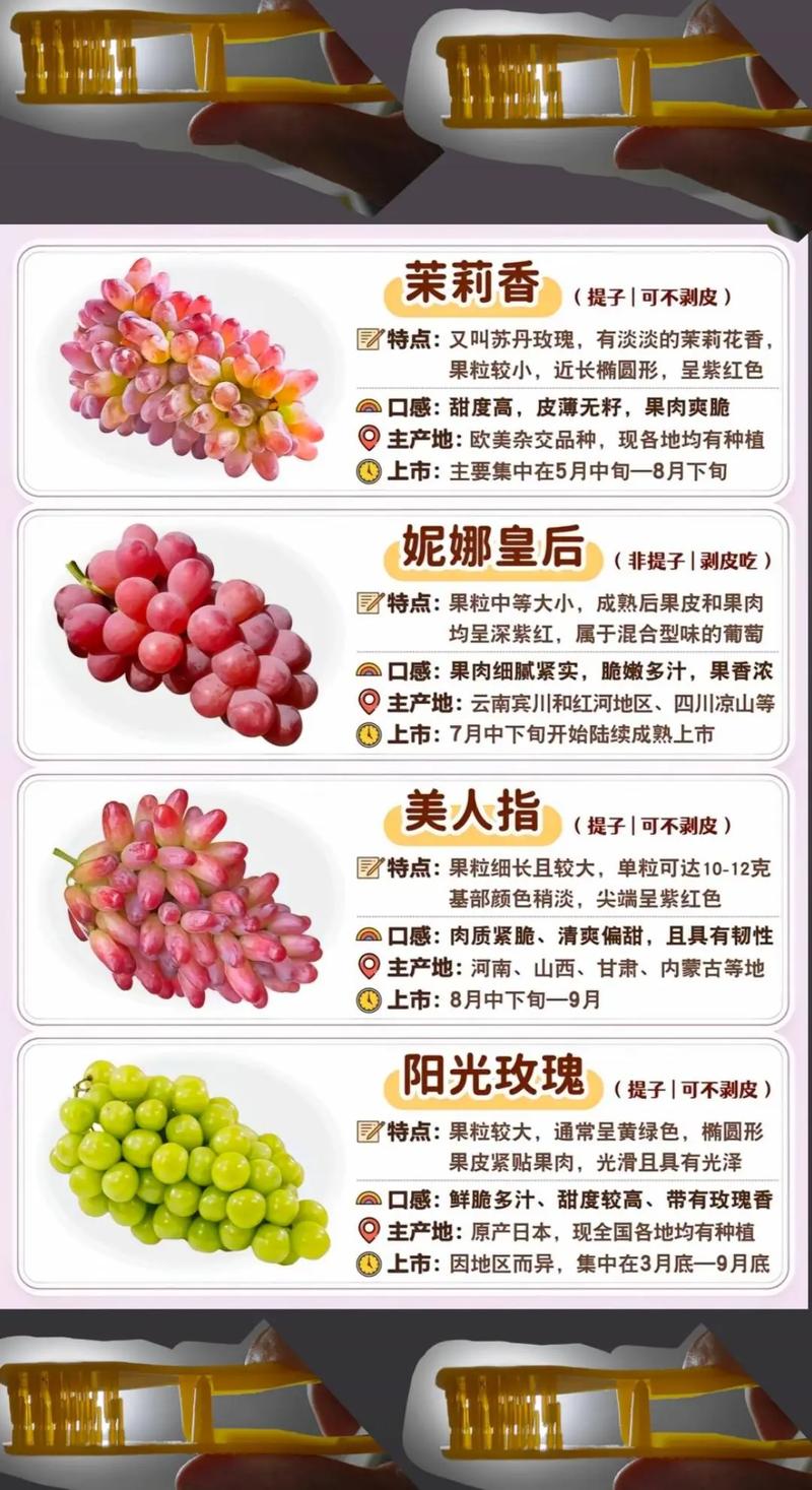 葡萄品种名称有哪些?-图3 葡萄品种名称有哪些?-图3