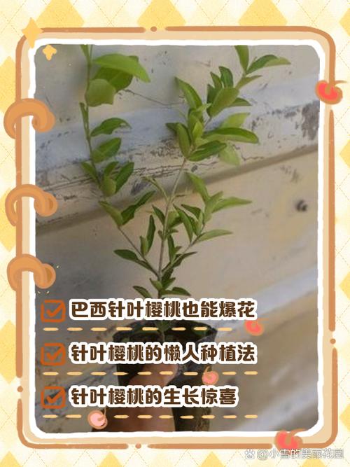 樱桃品种不同,种植方法有何差异?-图2 樱桃品种不同,种植方法有何差异?-图2
