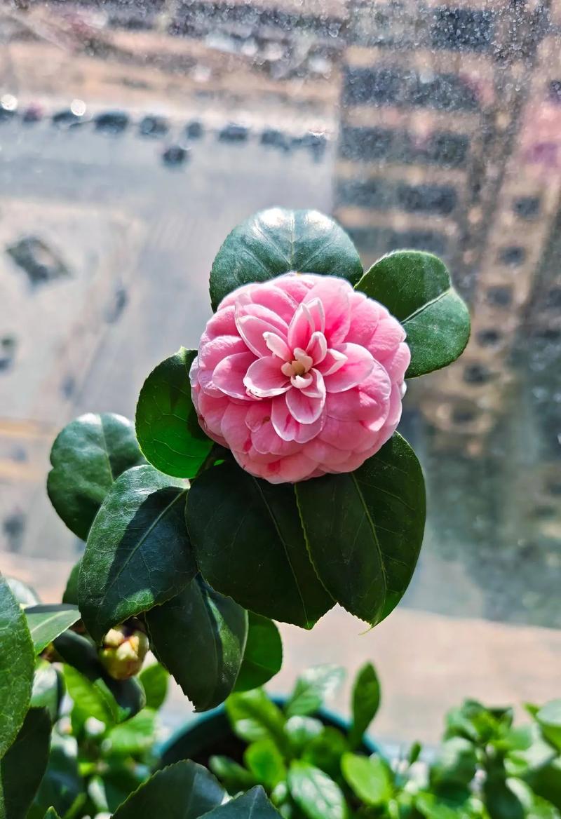 北方适合养哪些茶花品种?-图3 北方适合养哪些茶花品种?-图3