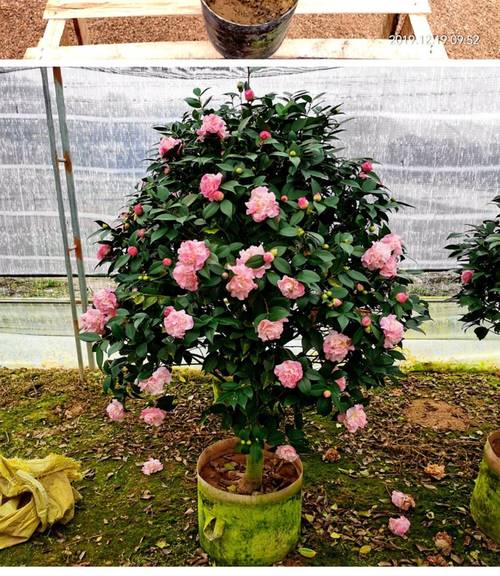 北方适合养哪些茶花品种?-图2 北方适合养哪些茶花品种?-图2