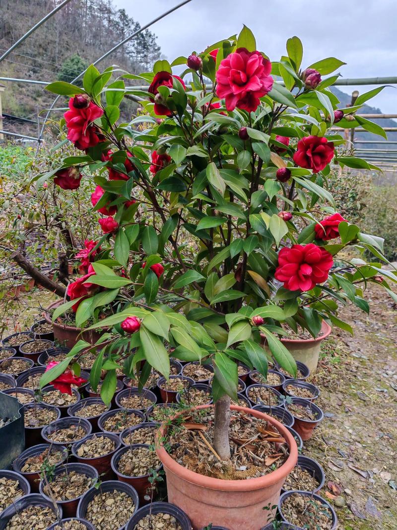 北方适合养哪些茶花品种?-图1 北方适合养哪些茶花品种?-图1