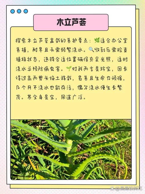 如何辨别芦荟品种?-图3 如何辨别芦荟品种?-图3