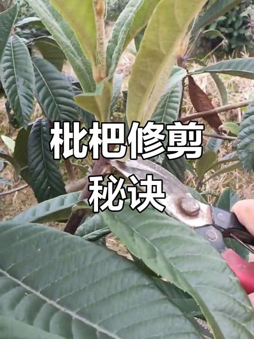 枇杷修枝何时剪?怎么剪才高产?-图1 枇杷修枝何时剪?怎么剪才高产?-图1