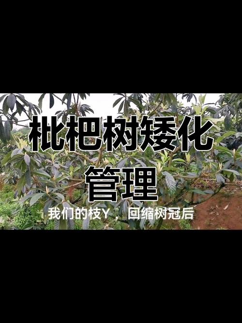 枇杷修枝何时剪?怎么剪才高产?-图2 枇杷修枝何时剪?怎么剪才高产?-图2