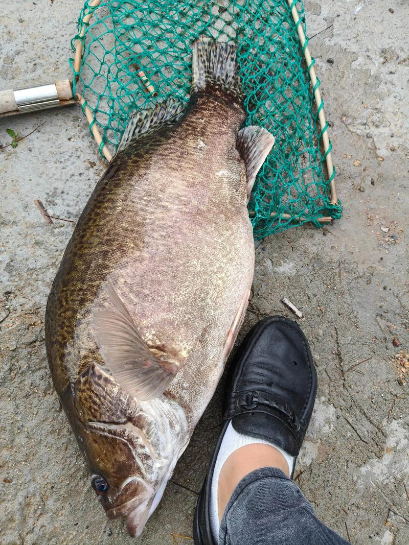 2025年桂花鱼价格会涨还是会跌？-图3