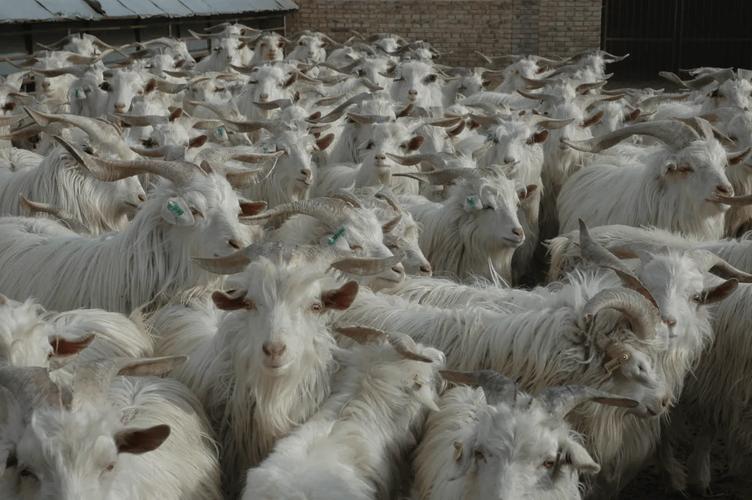 中国最有前景的山羊品种是哪个？-图2