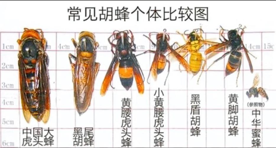 湖北养蜂,哪个品种最合适?-图2 湖北养蜂,哪个品种最合适?-图2