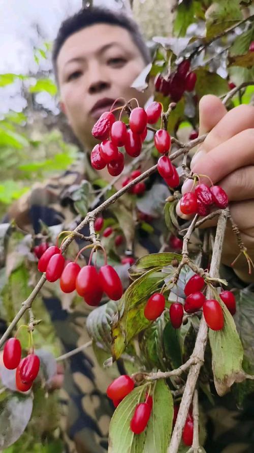 茱萸图片有多少品种?-图1 茱萸图片有多少品种?-图1