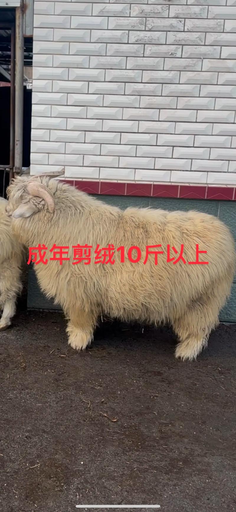 2025绒山羊价格会涨还是跌?-图3 2025绒山羊价格会涨还是跌?-图3