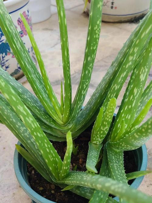 家里适合栽什么品种芦荟?-图1 家里适合栽什么品种芦荟?-图1