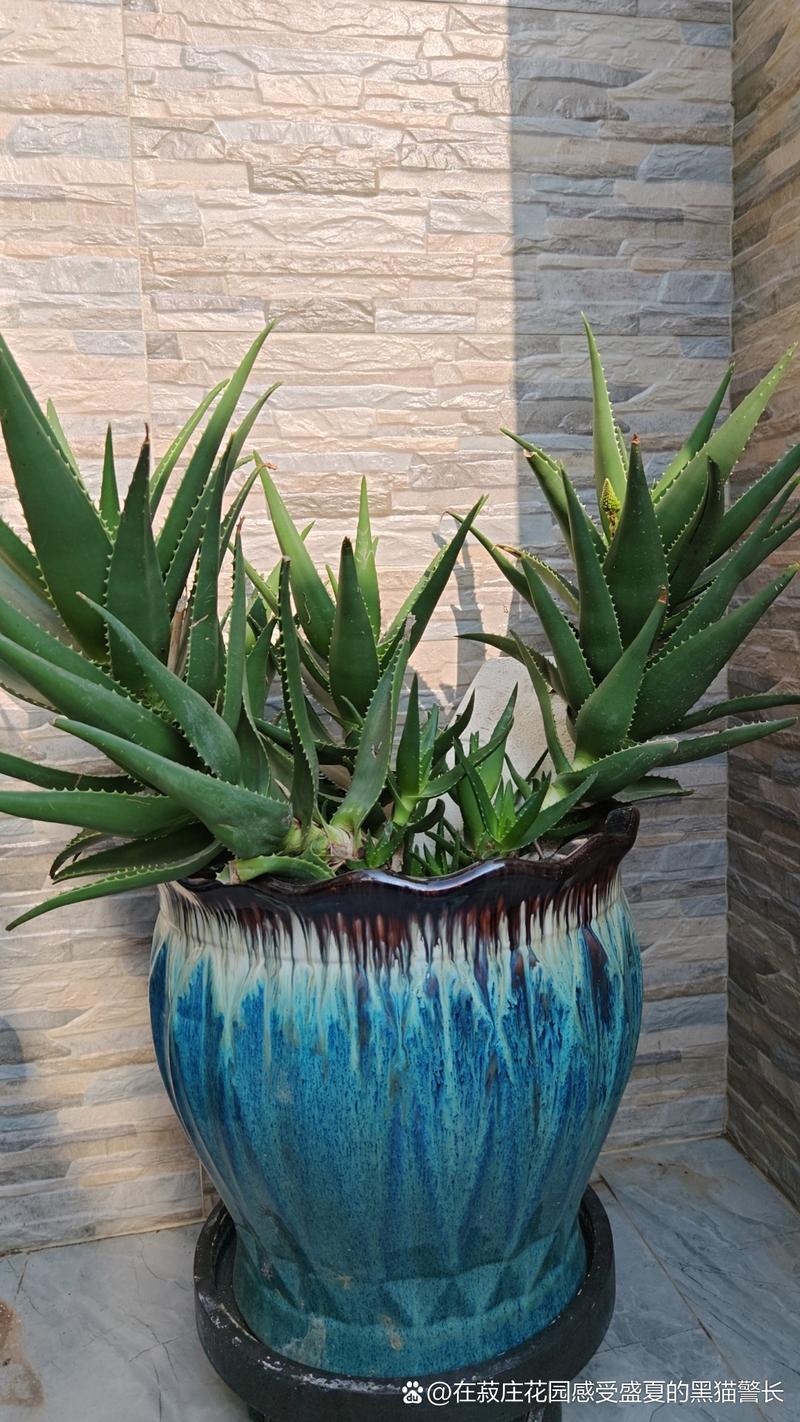 家里适合栽什么品种芦荟?-图3 家里适合栽什么品种芦荟?-图3