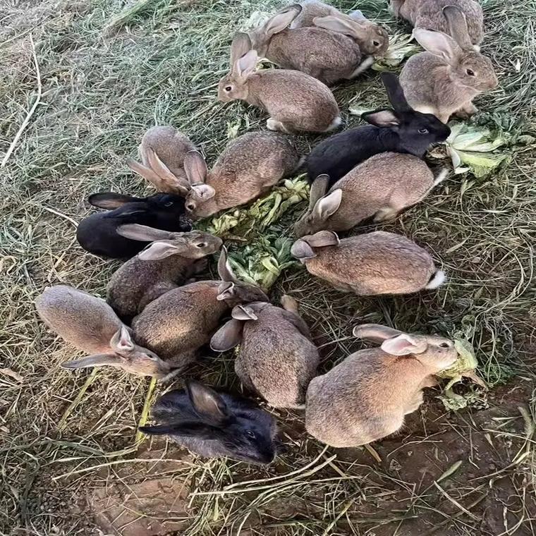 哪个品种的兔子肉质最好?-图1 哪个品种的兔子肉质最好?-图1