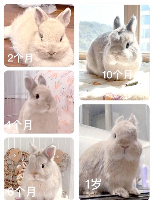 哪个品种的兔子肉质最好?-图2 哪个品种的兔子肉质最好?-图2