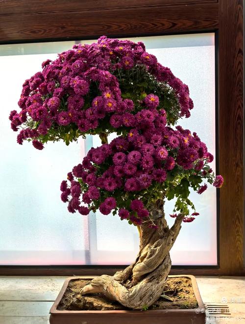 什么品种做盆景最好菊花-图2 什么品种做盆景最好菊花-图2