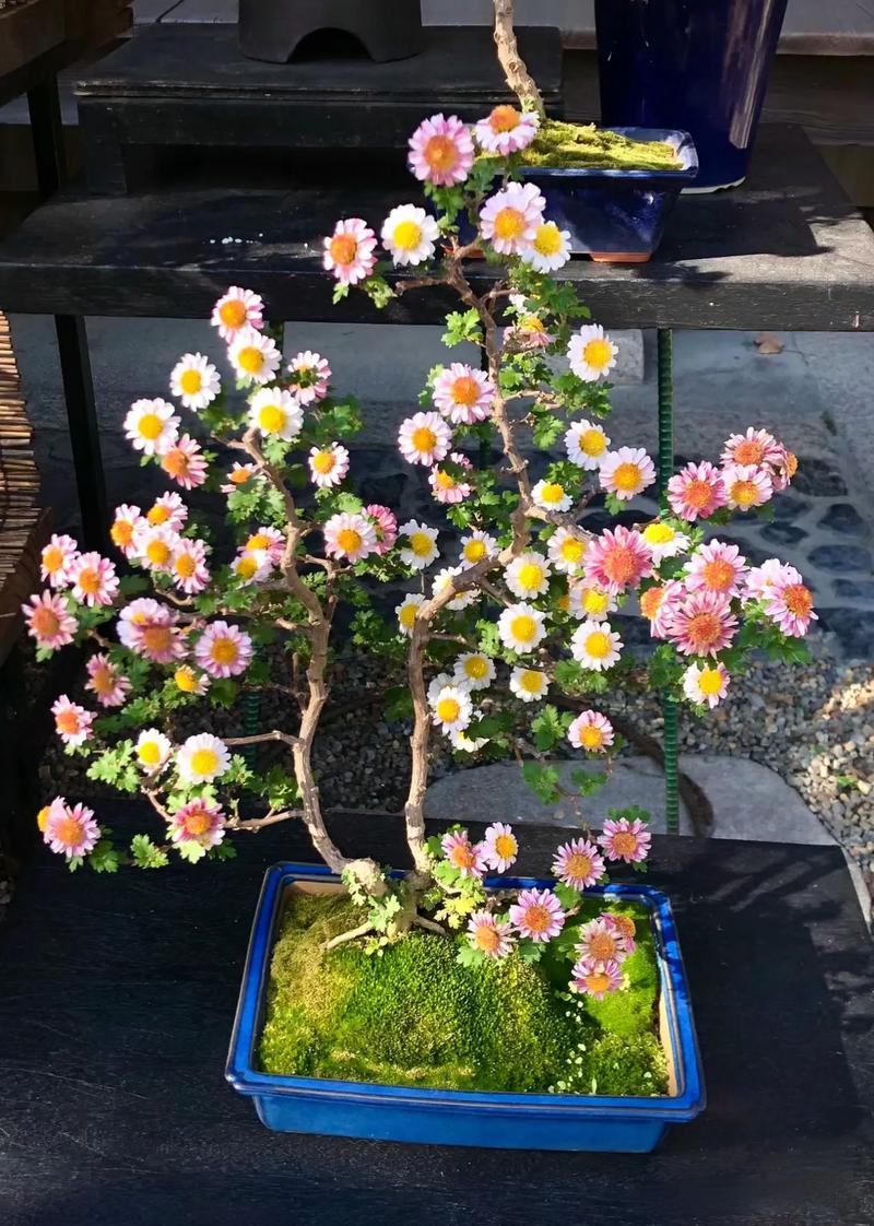 什么品种做盆景最好菊花-图1 什么品种做盆景最好菊花-图1