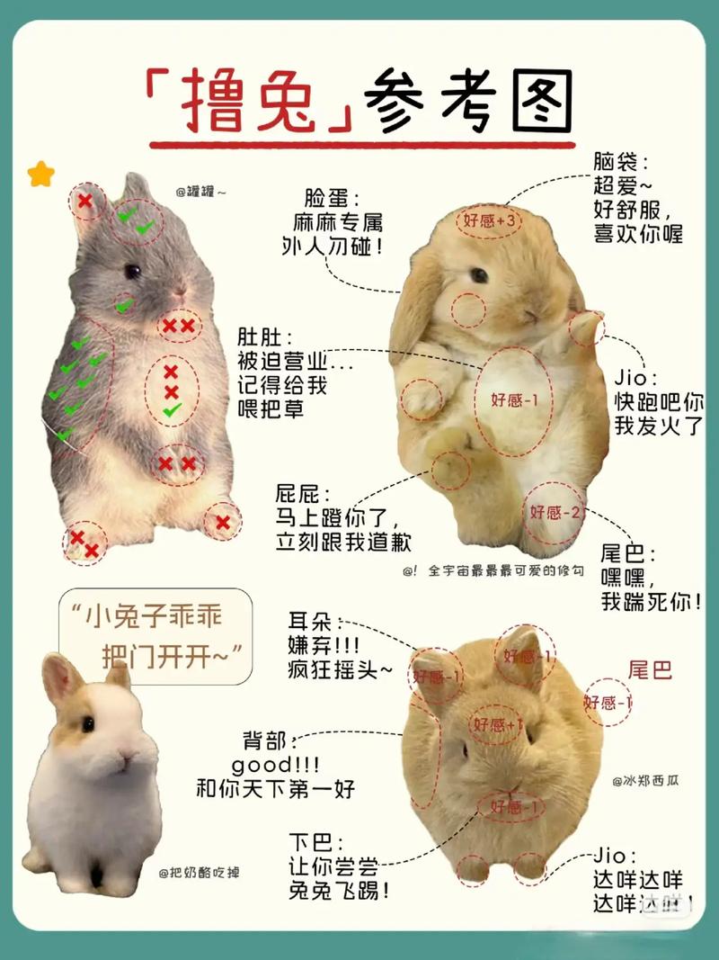 兔子繁殖技术方法有哪些？-图2