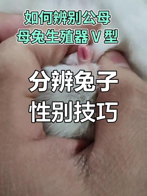 兔子繁殖技术方法有哪些？-图3