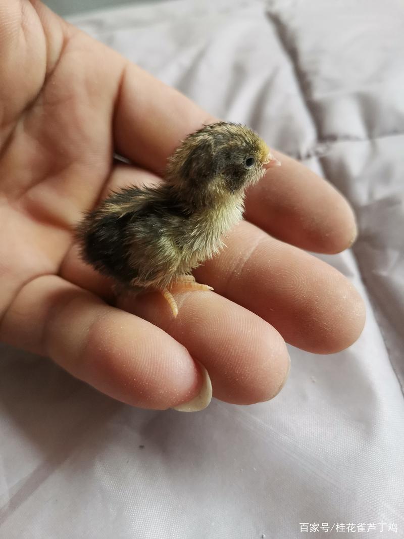 桂花雀养殖技术视频哪里看？-图3