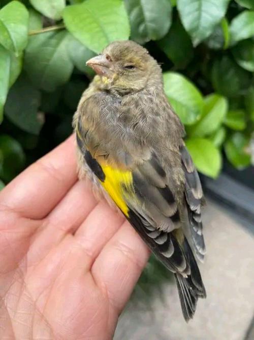 桂花雀养殖技术视频哪里看?-图1 桂花雀养殖技术视频哪里看?-图1