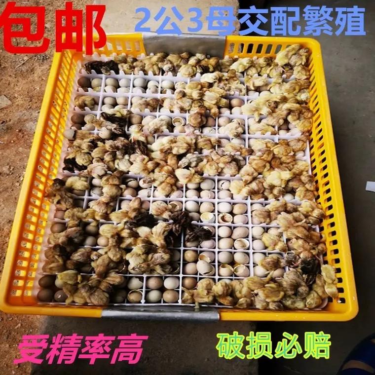 桂花雀养殖技术视频哪里看？-图2