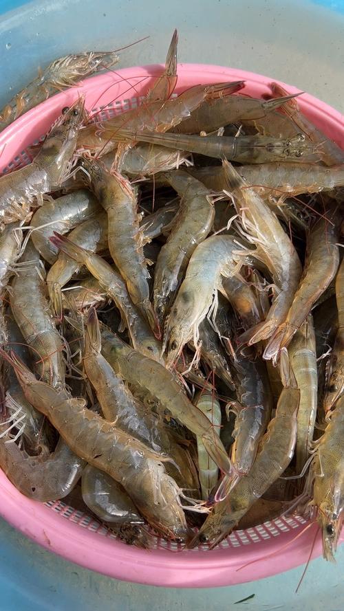南美白对虾哪个品种最好？-图1