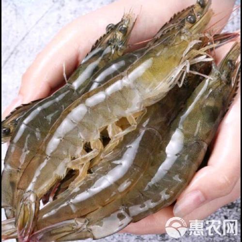 南美白对虾哪个品种最好？-图3