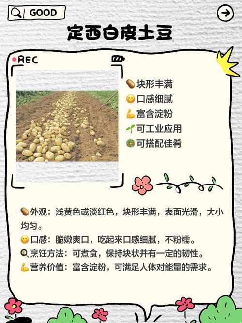 马铃薯布尔班克品种有何特性与优势?-图1 马铃薯布尔班克品种有何特性与优势?-图1