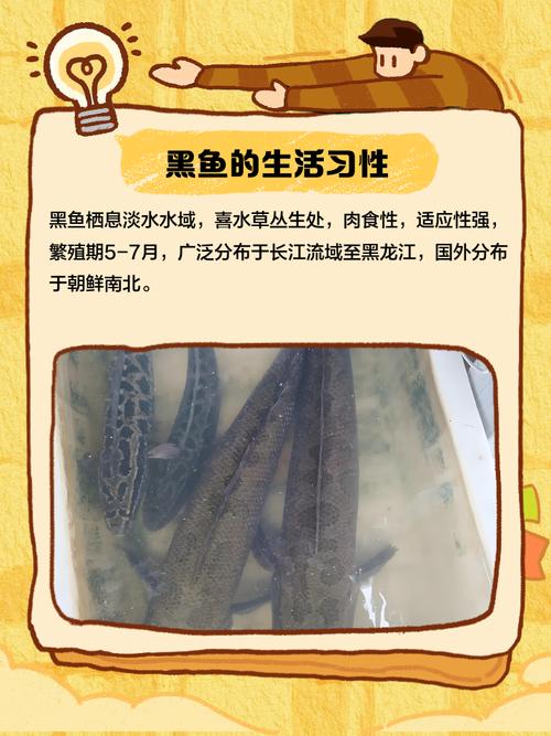 2025年野生黑鱼价格会涨还是跌?-图1 2025年野生黑鱼价格会涨还是跌?-图1