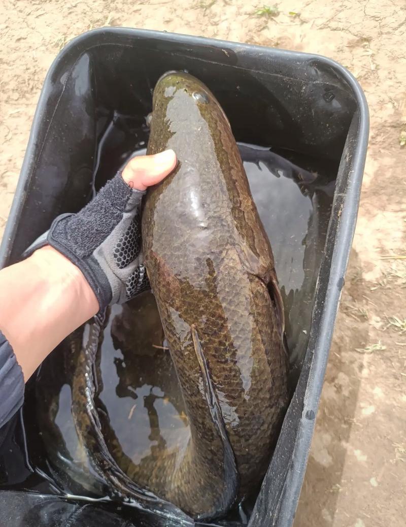 2025年野生黑鱼价格会涨还是跌?-图2 2025年野生黑鱼价格会涨还是跌?-图2