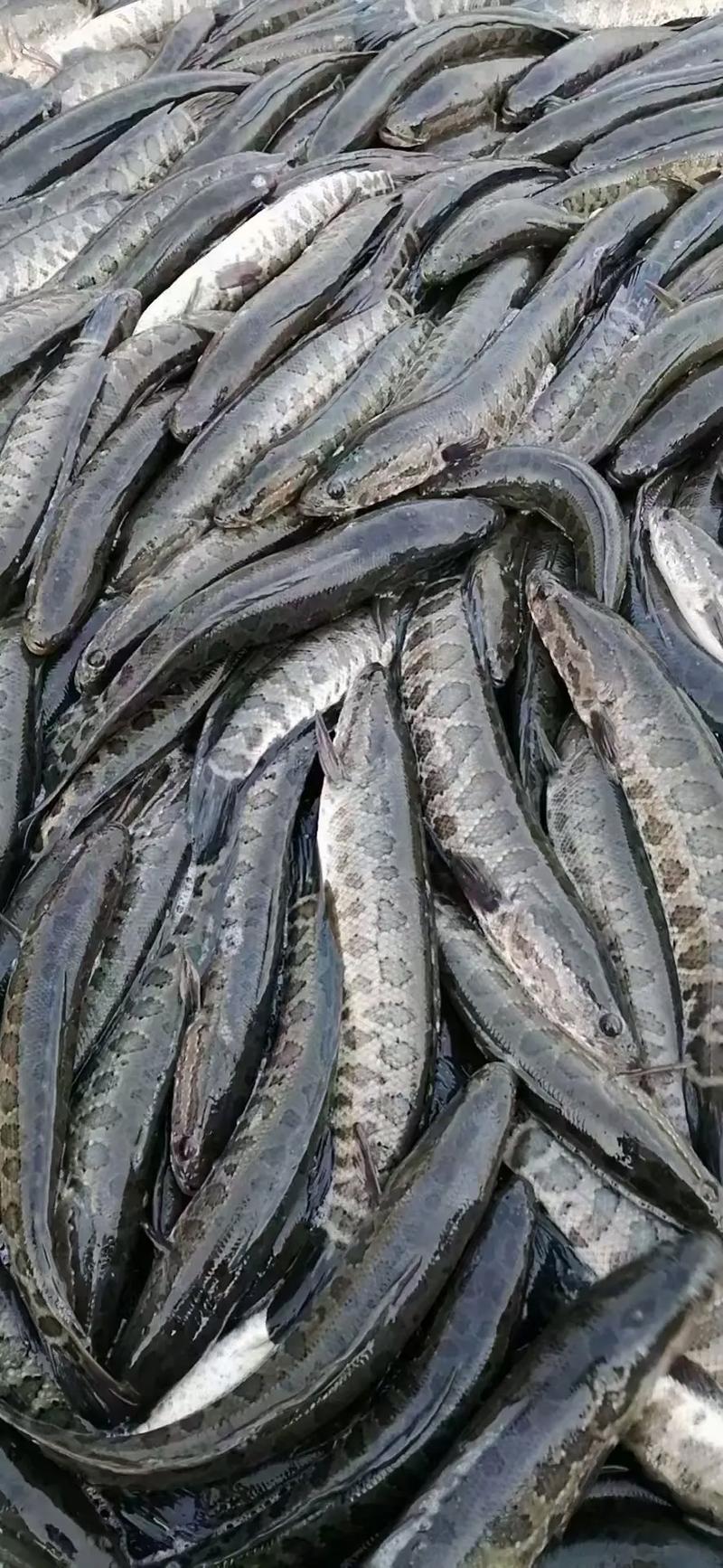 2025年野生黑鱼价格会涨还是跌？-图3