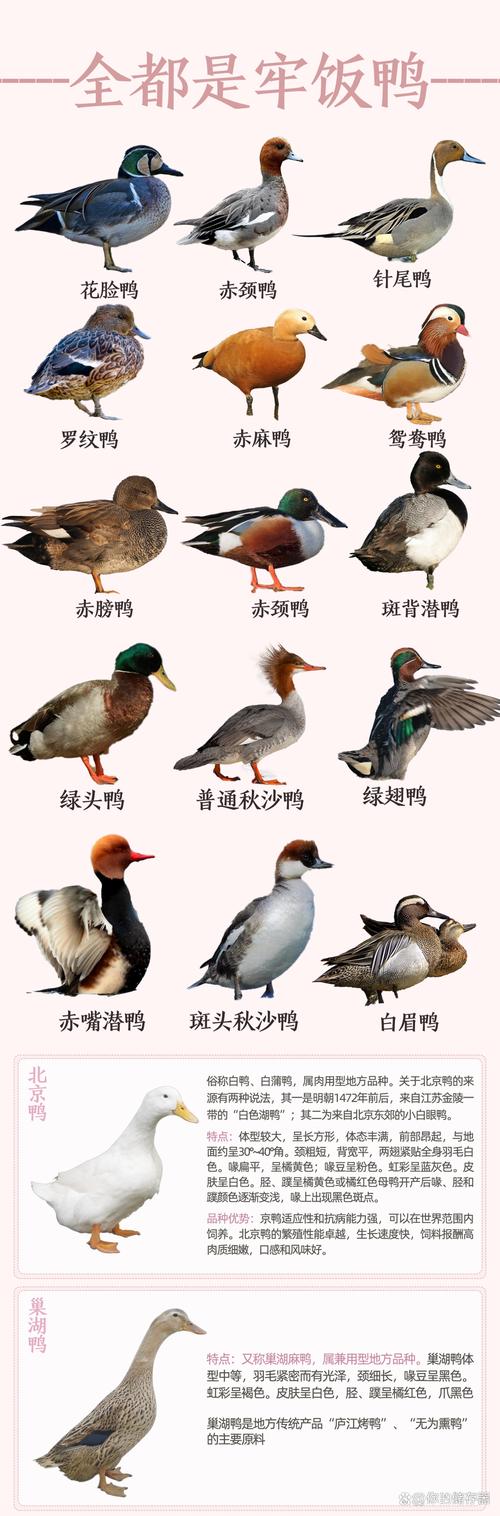 中国鸭子品种有多少?各自有何特点?-图1 中国鸭子品种有多少?各自有何特点?-图1