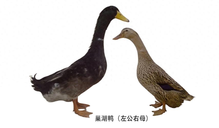 中国鸭子品种有多少?各自有何特点?-图2 中国鸭子品种有多少?各自有何特点?-图2