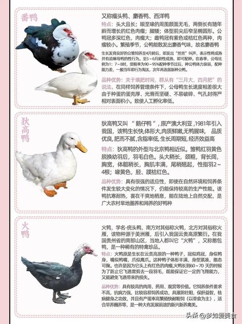 中国鸭子品种有多少?各自有何特点?-图3 中国鸭子品种有多少?各自有何特点?-图3