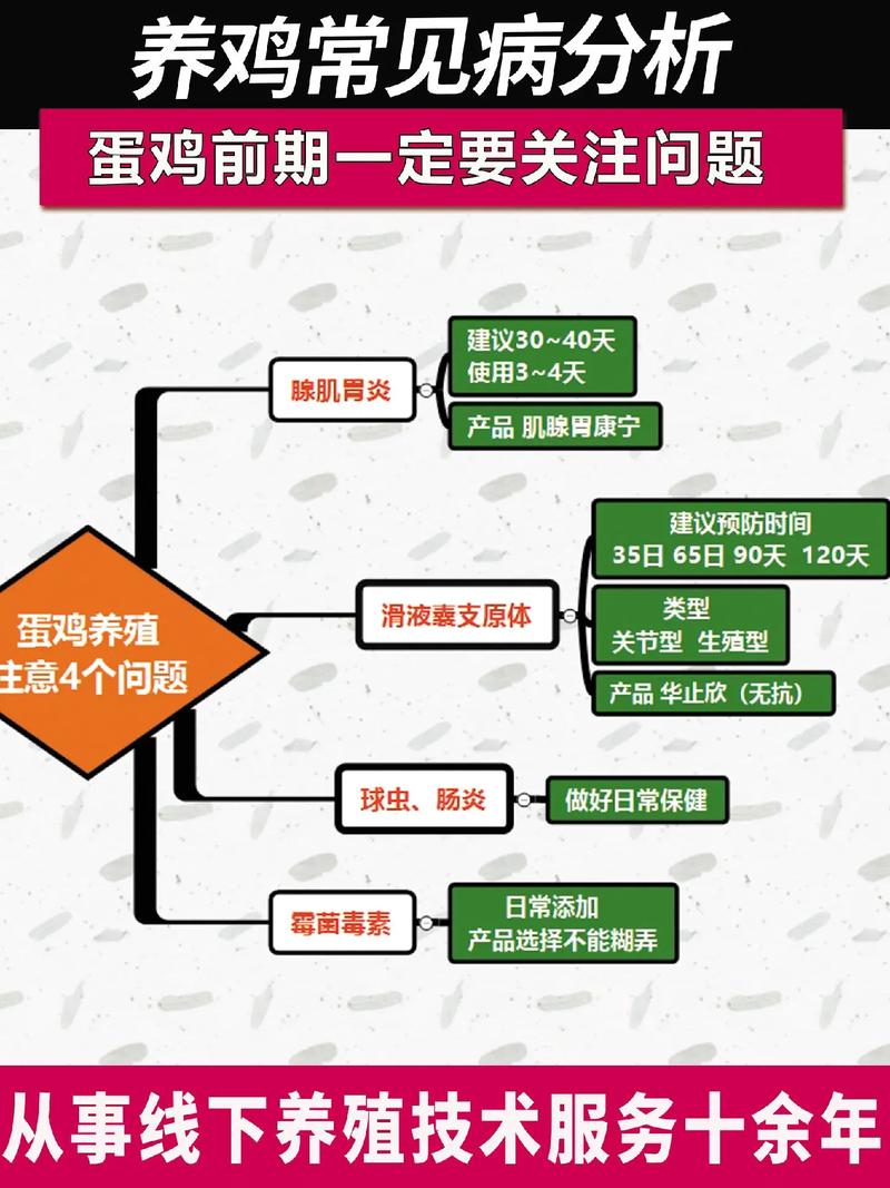 蛋鸡养殖核心技术有哪些?-图1 蛋鸡养殖核心技术有哪些?-图1