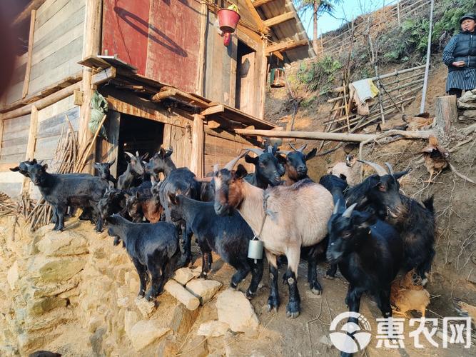 广西圈养羊，选啥品种最合适？-图1