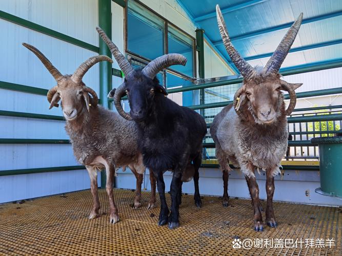 广西圈养羊，选啥品种最合适？-图3