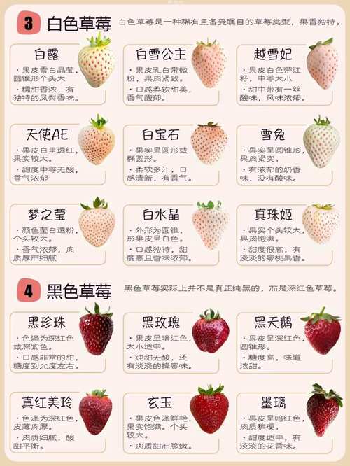 最新温室草莓品种有哪些?-图2 最新温室草莓品种有哪些?-图2