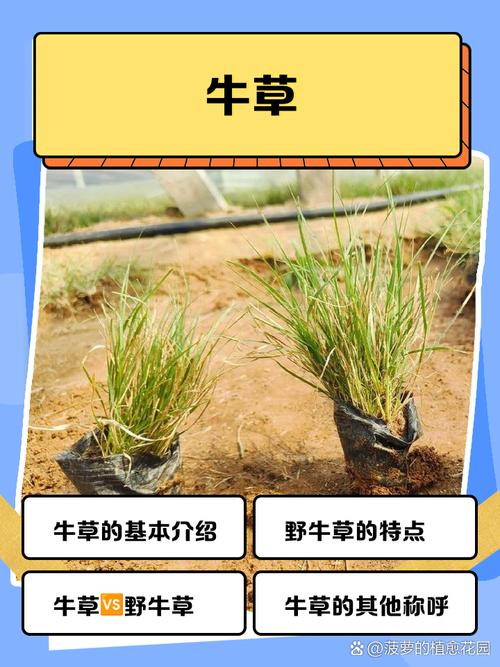 养牛饲料草选哪些品种高产又营养?-图1 养牛饲料草选哪些品种高产又营养?-图1